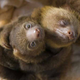 Via Animalworld.com.ua
